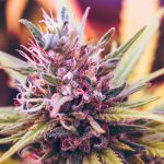 Discover the Magic: Standing Akimbo’s Specialty Cannabis Products
